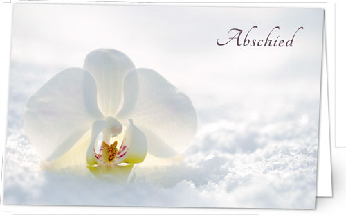 Orchidee im Schnee