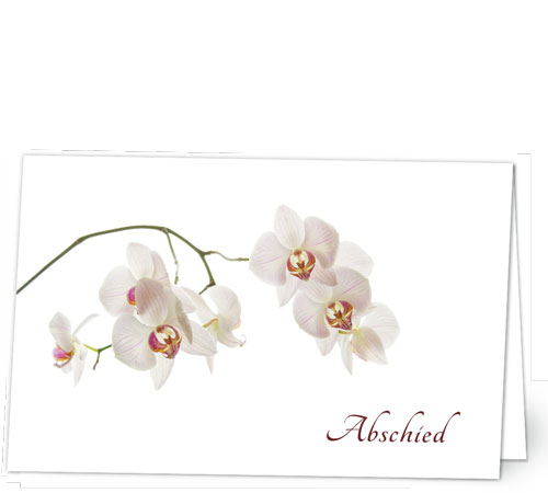 Orchidee in Weiss