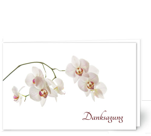 Orchidee in Weiss