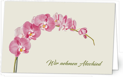 Orchidee in Rosa