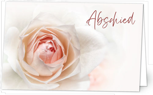 rosa Rosenblüte